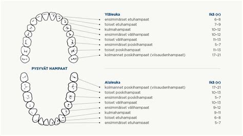 hampaat unessa|Hampaisto unessa